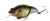 Воблер Megabass Vibration-X Vatalion SS al evening gill Воблер Megabass Vibration-X Vatalion SS al evening gill