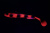 Силиконовая приманка Savage Gear LB 3D Goby Shad 23cm 96gr Red Bullhead UV/ 1 штука
