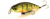 Воблер Jackall Squad Minnow 95 ghost g perch