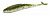 Приманка Sawamura OneUp Shad 4 #068