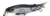 Воблер Jackall Tiny Magallon hl bora Воблер Jackall Tiny Magallon hl bora