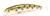 Воблер Fishycat Tigercub 205F X06 Воблер Fishycat Tigercub 205F X06