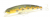 Воблер Fishycat Tigercub 205F X08 Воблер Fishycat Tigercub 205F X08
