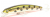 Воблер Fishycat Tigercub 170F X06 Воблер Fishycat Tigercub 170F X06