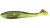 Keitech Swing Impact FAT 3.3 #401 Green Pumpkin Chartreuse Keitech Swing Impact FAT 3.3 #401 Green Pumpkin Chartreuse